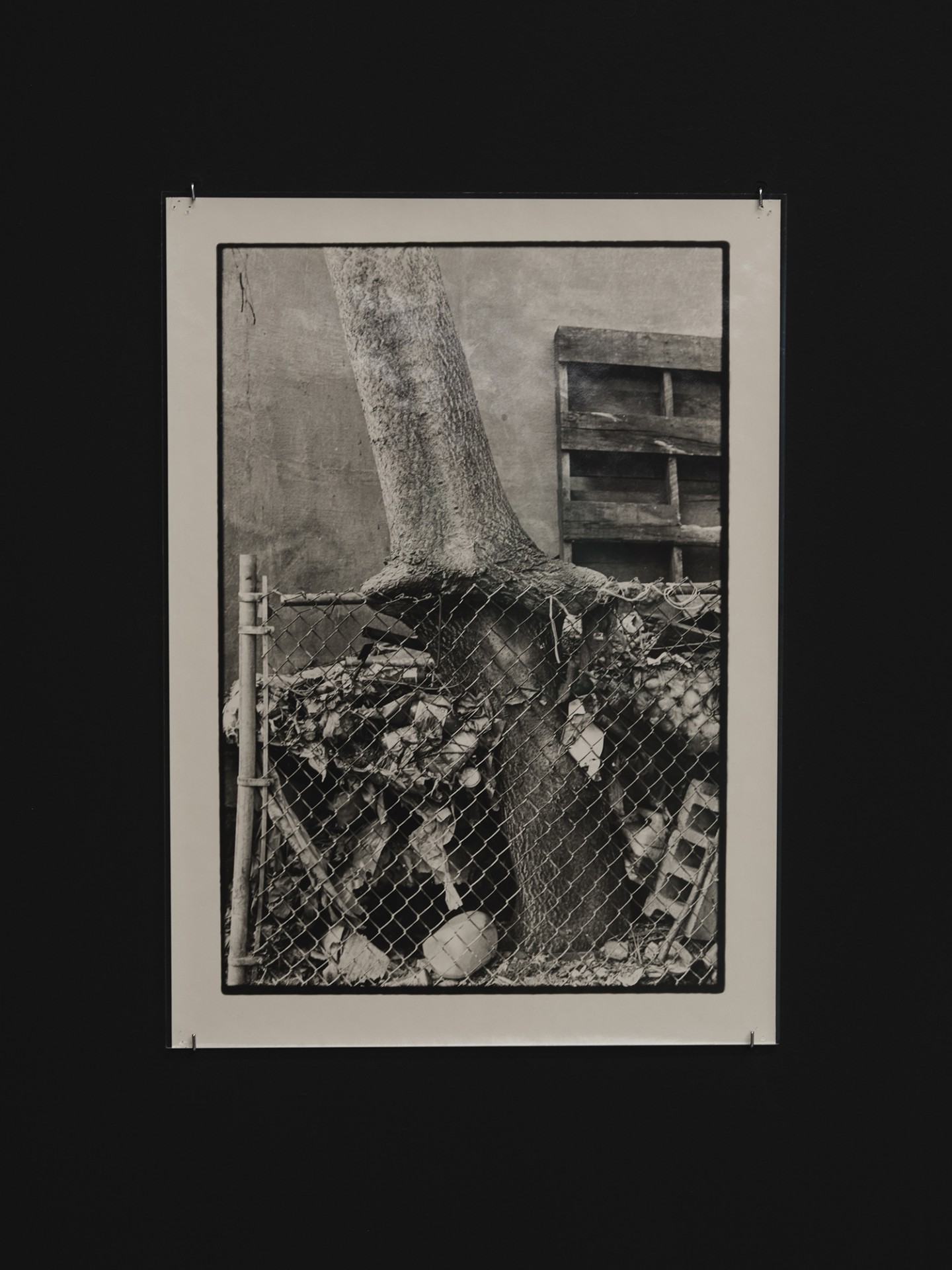 *arms ache avid aeon: Nancy Brooks Brody / Joy Episalla / Zoe Leonard / Carrie Yamaoka: fierce pussy amplified: Chapter Eight,* Curated by Jo-ey Tang, 2025, installation view at Participant Inc, NYC, pictured: Zoe Leonard *Tree + Fence, Out My Back Window*, 1998, gelatin silver print. Photos by Studio Kukla